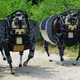Image for article titled Pentagon invests $10M to make this scary robot silent and bulletproof